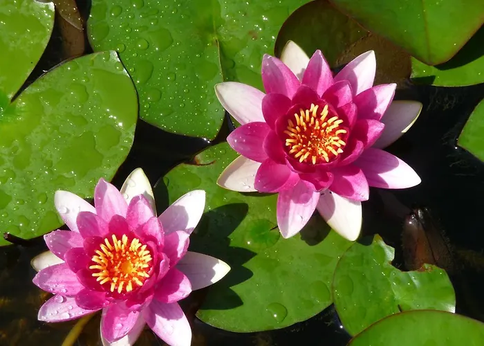 Millinger * וואידרינג